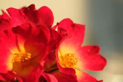 花をマクロ撮影