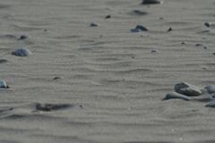 砂…浜…　2011年