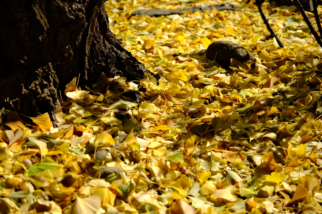 須坂市街なかの紅葉4