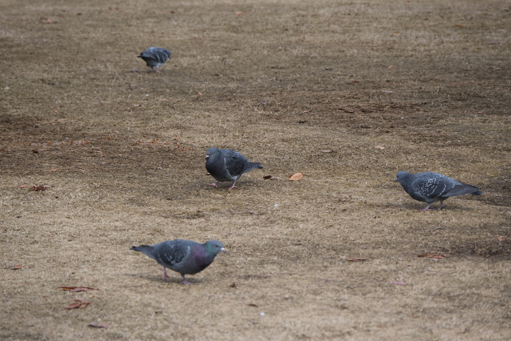 はとはとはとはと…