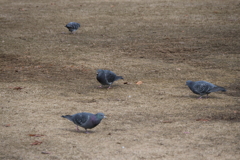 はとはとはとはと…