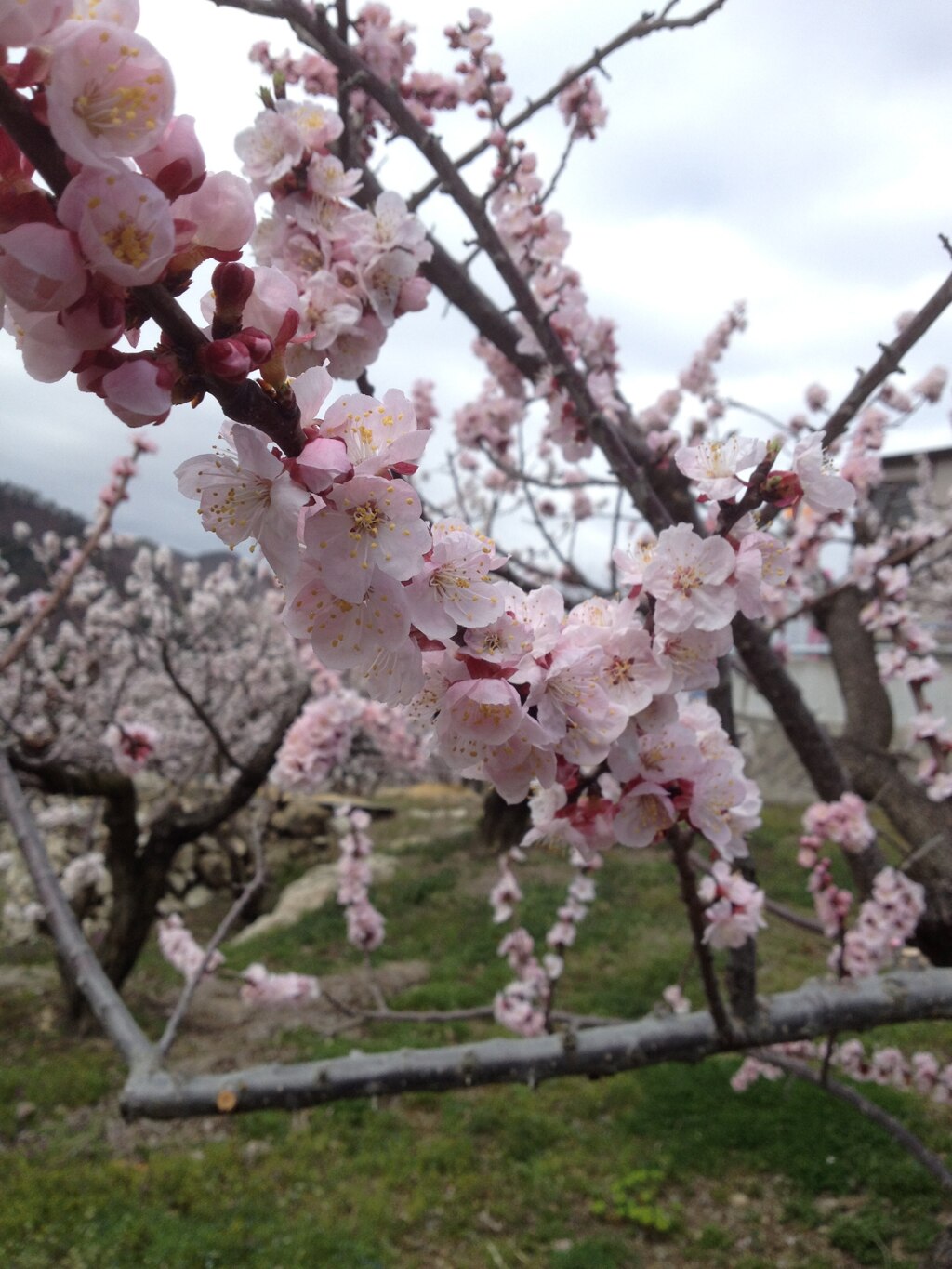 あんずの花　2015年