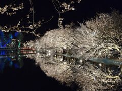臥竜公園の夜桜 2024年