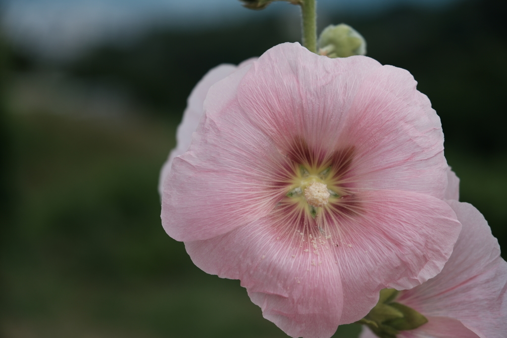 浅川の脇道に咲いていた花