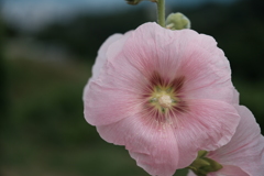 浅川の脇道に咲いていた花