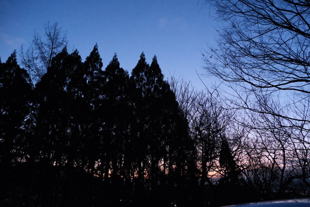 森の夜の始まり