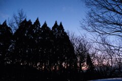 森の夜の始まり