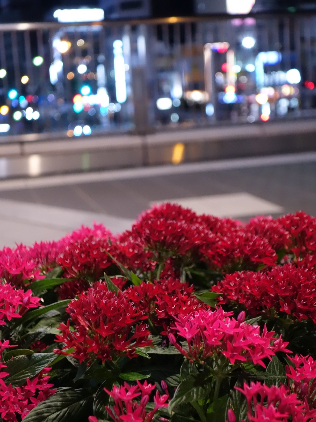 駅前の花越しに夜景？！