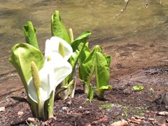 戸隠水芭蕉近影　2012年5月