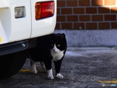 ハチワレちゃん