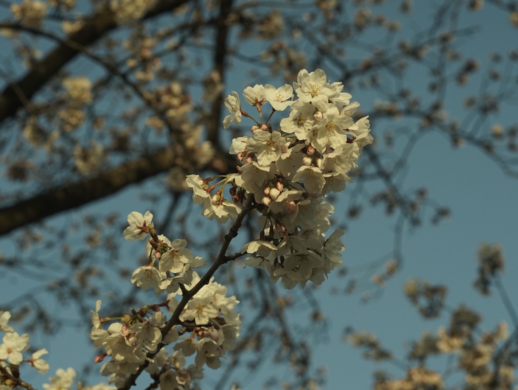 桜