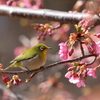 メジロと河津桜