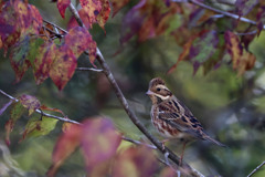 カシラダカ カシラダカ