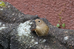 ジョウビタキ ジョウビタキ