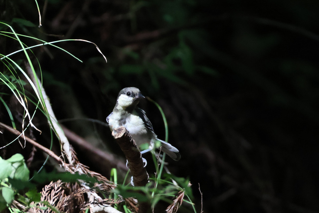 シジュウカラの幼鳥