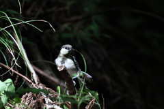 シジュウカラの幼鳥
