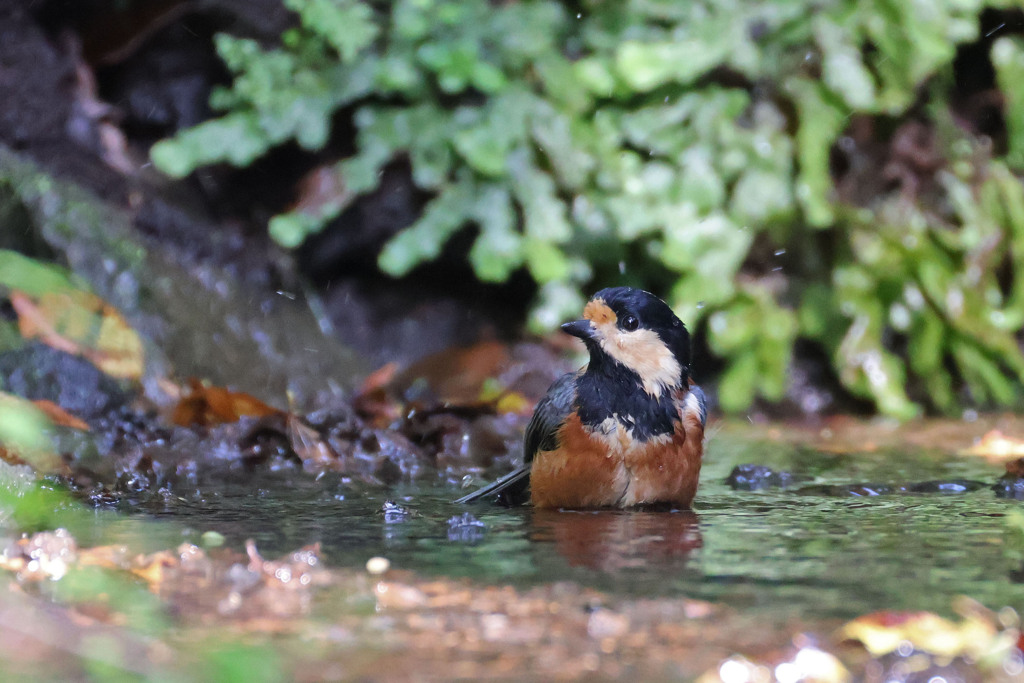 ヤマガラの水浴び