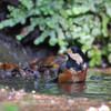 ヤマガラの水浴び