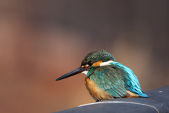 カワセミ