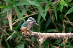 カワセミの幼鳥