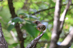 アカハラ