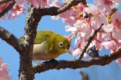 メジロ