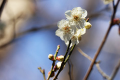 白梅開花