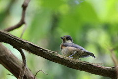 ヤマガラの幼鳥