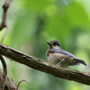 ヤマガラの幼鳥