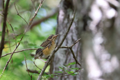 アカハラの幼鳥