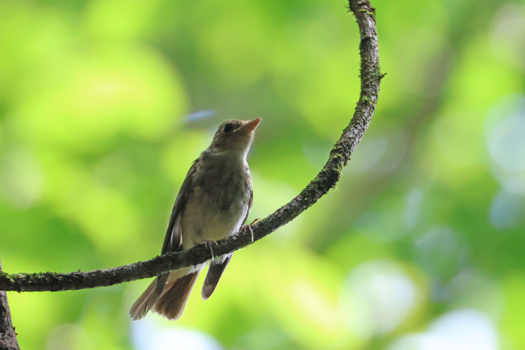 キビタキの幼鳥？
