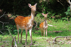 ニホンジカの親子