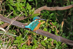 カワセミの糞射