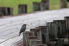イソヒヨドリ イソヒヨドリ