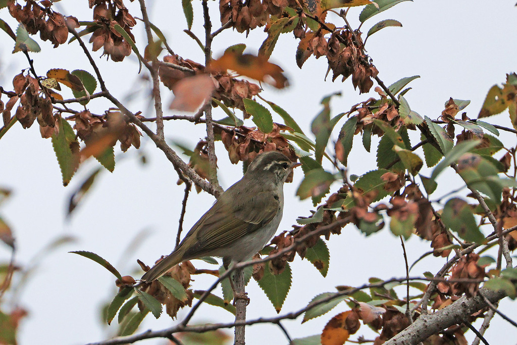 センダイムシクイ