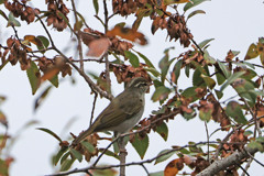 センダイムシクイ