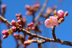 河津桜