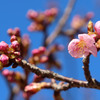河津桜