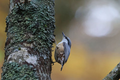ゴジュウカラ ゴジュウカラ