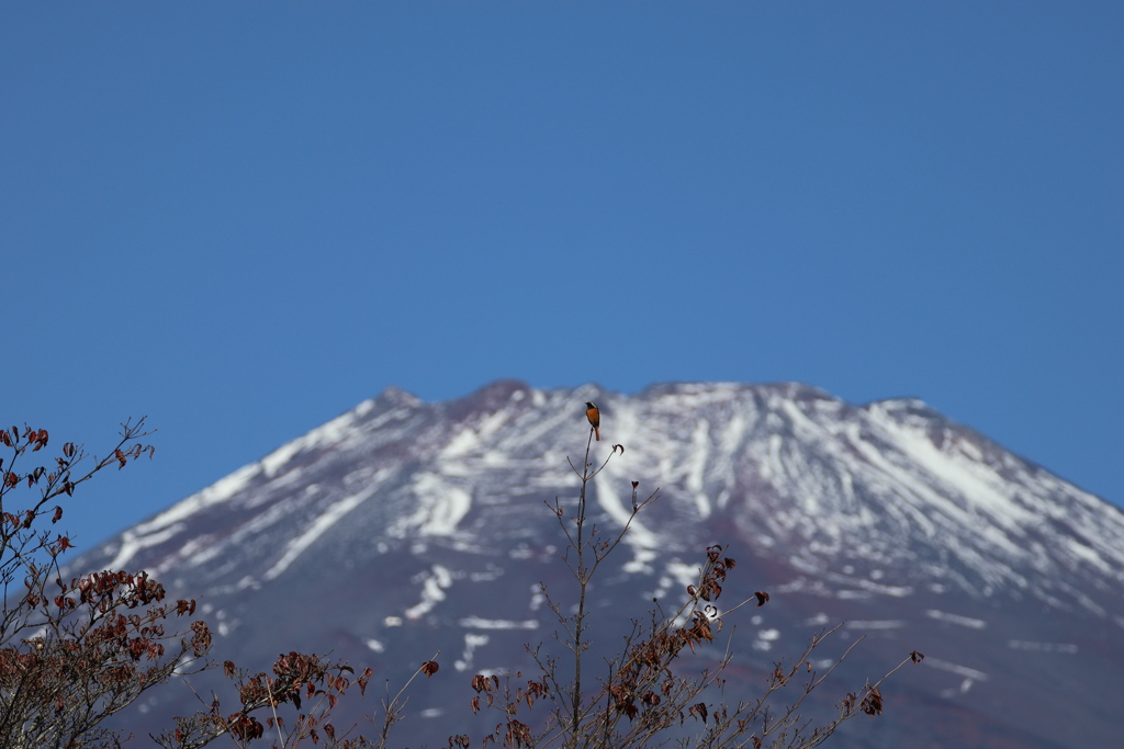 ジョウビタキと富士山頂