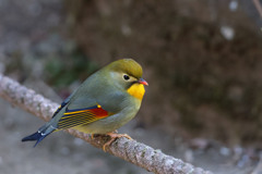 ソウシチョウ