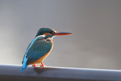 カワセミ