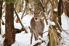 ニホンジカ