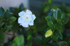 クチナシの花