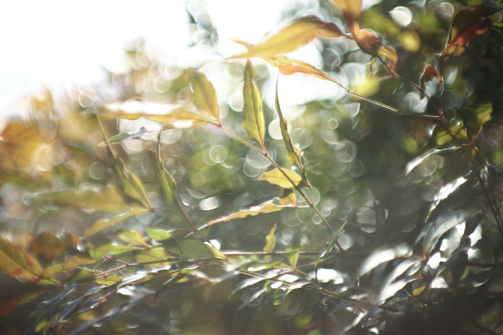 某オクで落札して数日、届いたほやほや