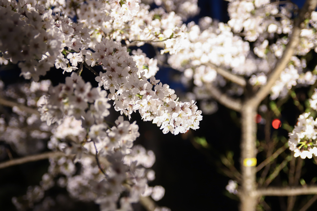ライトアップ桜