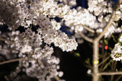 ライトアップ桜
