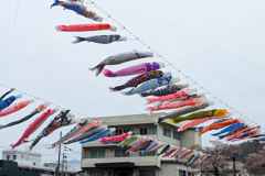 鯉のぼり（魚群）