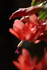 シャコバサボテン