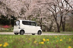 蒲公英が咲き出しました。